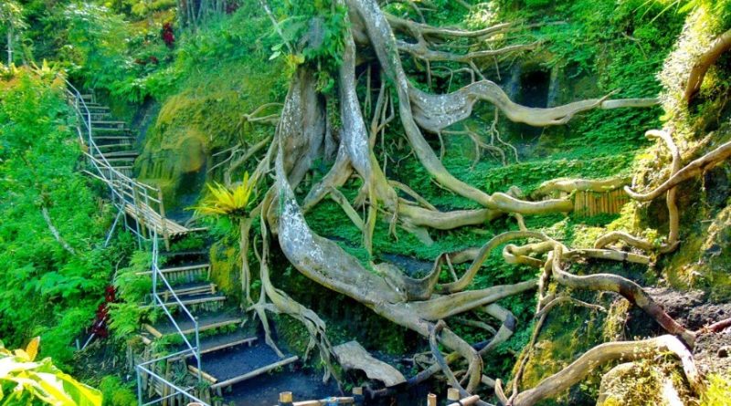 Munduk Asri Pine Forest